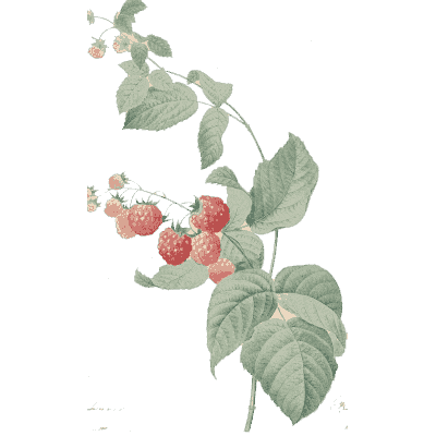 Raspberry branch study - Choix des Plus Belles Fleurs et des Plus Beaux Fruits - 1833