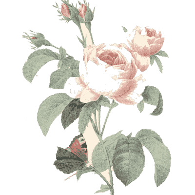 Rose spray study - Choix des Plus Belles Fleurs et des Plus Beaux Fruits - 1833