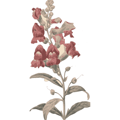 Flower spike study - Choix des Plus Belles Fleurs et des Plus Beaux Fruits - 1833