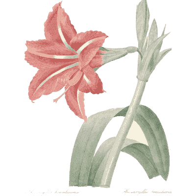 Amaryllis study - Choix des Plus Belles Fleurs et des Plus Beaux Fruits - 1833