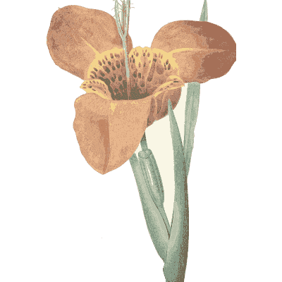 Canna flower study - Choix des Plus Belles Fleurs et des Plus Beaux Fruits - 1833