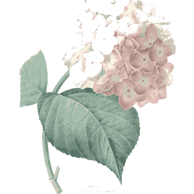 Lilac spray study - Choix des Plus Belles Fleurs et des Plus Beaux Fruits - 1833