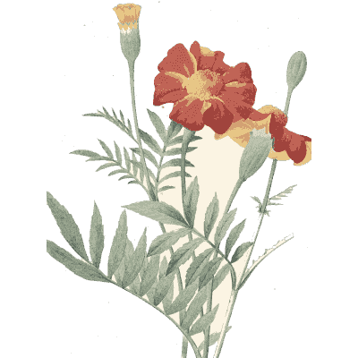 Carnation spray study - Choix des Plus Belles Fleurs et des Plus Beaux Fruits - 1833