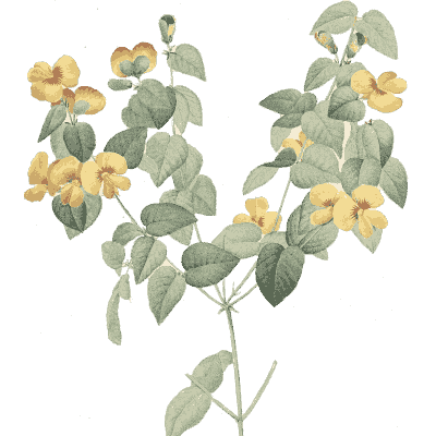 Yellow flower spray - Choix des Plus Belles Fleurs et des Plus Beaux Fruits - 1833