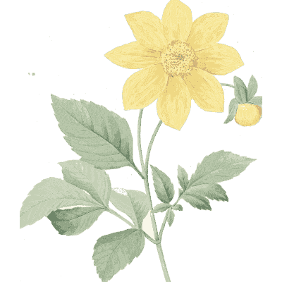 Yellow daisy study - Choix des Plus Belles Fleurs et des Plus Beaux Fruits - 1833