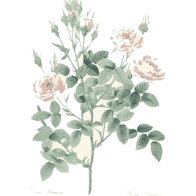 Pale rose bush study - Choix des Plus Belles Fleurs et des Plus Beaux Fruits - 1833