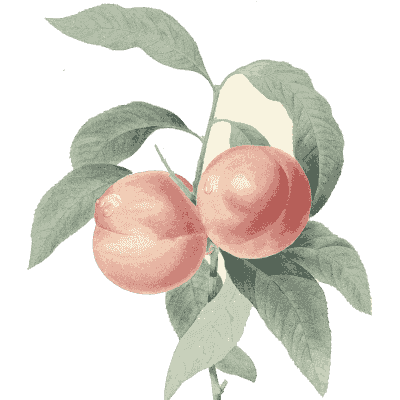Peach branch study - Choix des Plus Belles Fleurs et des Plus Beaux Fruits - 1833