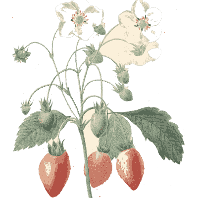 Strawberry plant study - Choix des Plus Belles Fleurs et des Plus Beaux Fruits - 1833