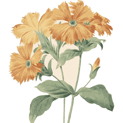 Orange marigold study - Choix des Plus Belles Fleurs et des Plus Beaux Fruits - 1833