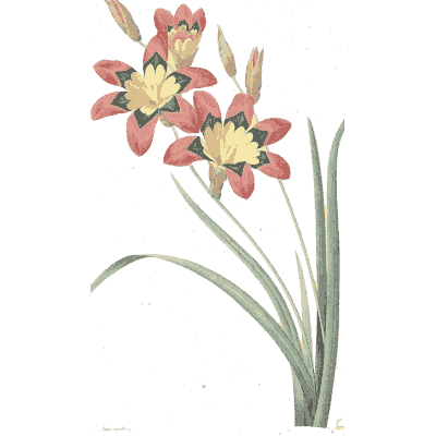 Red flower spray 02 - Choix des Plus Belles Fleurs et des Plus Beaux Fruits - 1833