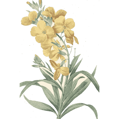 Yellow wallflower study - Choix des Plus Belles Fleurs et des Plus Beaux Fruits - 1833