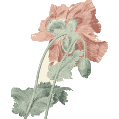 Pink poppy study - Choix des Plus Belles Fleurs et des Plus Beaux Fruits - 1833