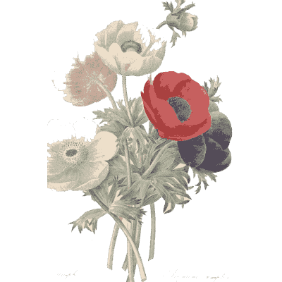 Anemone bouquet - Choix des Plus Belles Fleurs et des Plus Beaux Fruits - 1833