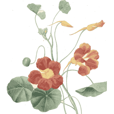Nasturtium study - Choix des Plus Belles Fleurs et des Plus Beaux Fruits - 1833