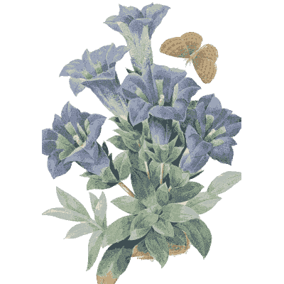 Blue gentian study - Choix des Plus Belles Fleurs et des Plus Beaux Fruits - 1833