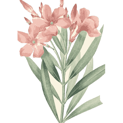Pink oleander spray - Choix des Plus Belles Fleurs et des Plus Beaux Fruits - 1833