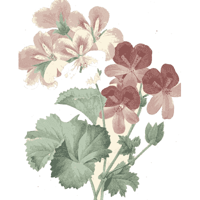 Pink geranium study - Choix des Plus Belles Fleurs et des Plus Beaux Fruits - 1833