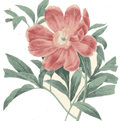 Red peony study - Choix des Plus Belles Fleurs et des Plus Beaux Fruits - 1833