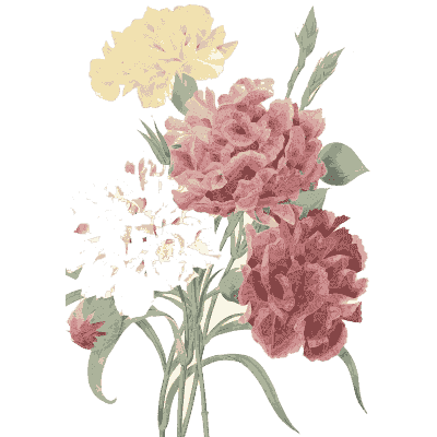 Carnation bouquet - Choix des Plus Belles Fleurs et des Plus Beaux Fruits - 1833