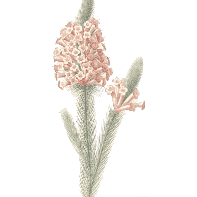 Pale flower spike - Choix des Plus Belles Fleurs et des Plus Beaux Fruits - 1833