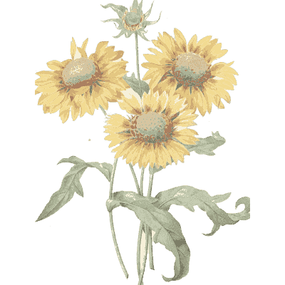 Sunflower study - Choix des Plus Belles Fleurs et des Plus Beaux Fruits - 1833