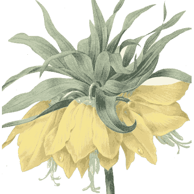 Yellow crown imperial study - Choix des Plus Belles Fleurs et des Plus Beaux Fruits - 1833