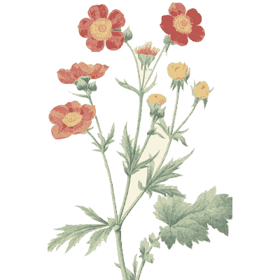 Small red flower spray - Choix des Plus Belles Fleurs et des Plus Beaux Fruits - 1833