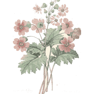 Pink flower cluster study - Choix des Plus Belles Fleurs et des Plus Beaux Fruits - 1833