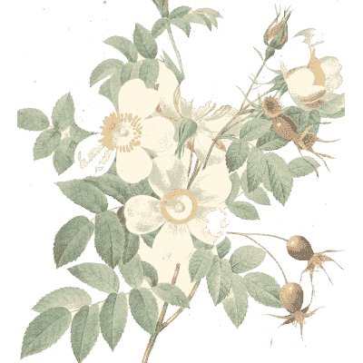 Pale rose spray - Choix des Plus Belles Fleurs et des Plus Beaux Fruits - 1833