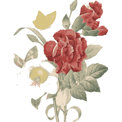 Red rose bouquet - Choix des Plus Belles Fleurs et des Plus Beaux Fruits - 1833
