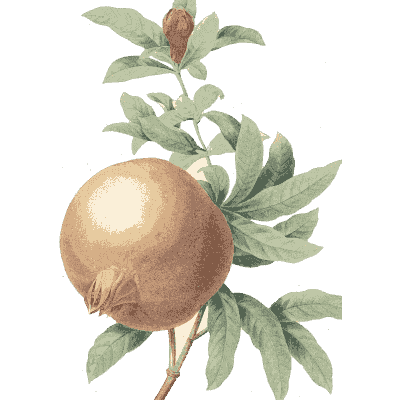 Pomegranate branch study - Choix des Plus Belles Fleurs et des Plus Beaux Fruits - 1833