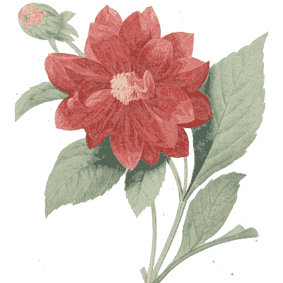 Red dahlia study - Choix des Plus Belles Fleurs et des Plus Beaux Fruits - 1833