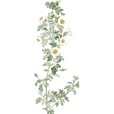 Small yellow rose sprig - Les Roses - 1817