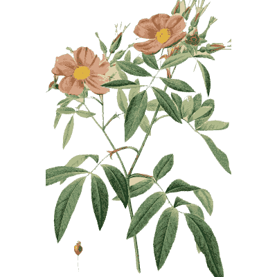 Wild rose plate - Les Roses - 1817