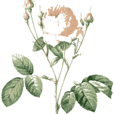 Pale rose plate - Les Roses - 1817