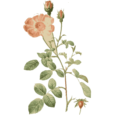 Coral rose plate - Les Roses - 1817
