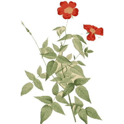 Red rose sprig plate - Les Roses - 1817