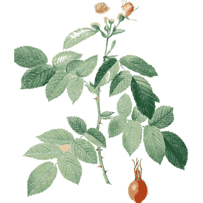 Rose branch with a hip - Les Roses - 1817