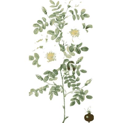 Faint rose sprig plate - Les Roses - 1817