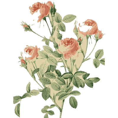 Pink rose spray plate - Les Roses - 1817