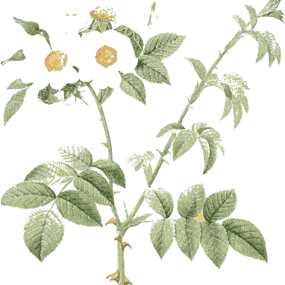 Faint rose branch plate 01 - Les Roses - 1817