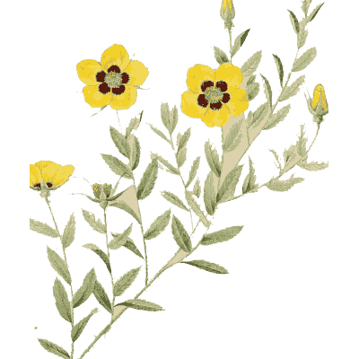 Persian yellow rose sprig - Les Roses - 1817