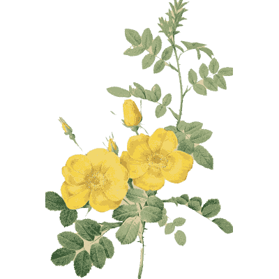 Yellow rose plate - Les Roses - 1817