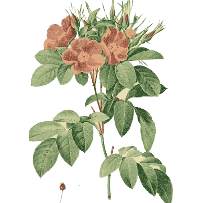 Coral rose spray plate - Les Roses - 1817