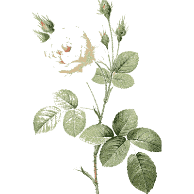Pale rose bud plate - Les Roses - 1817