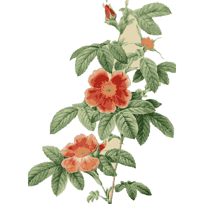 Red rose spray plate - Les Roses - 1817