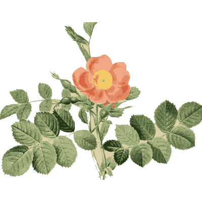 Coral rose sprig plate - Les Roses - 1817