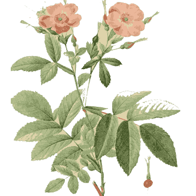 Pink wild rose plate - Les Roses - 1817
