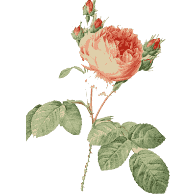 Cabbage rose plate - Les Roses - 1817