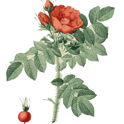 Red rose and hip plate - Les Roses - 1817